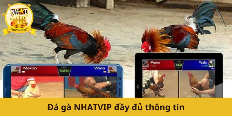 Đá gà NHATVIP đầy đủ thông tin