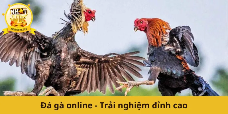 Đá gà online - Trải nghiệm đỉnh cao